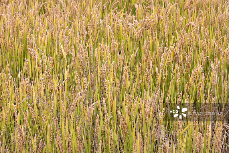 稻田 稻穗 水稻 特写图片素材