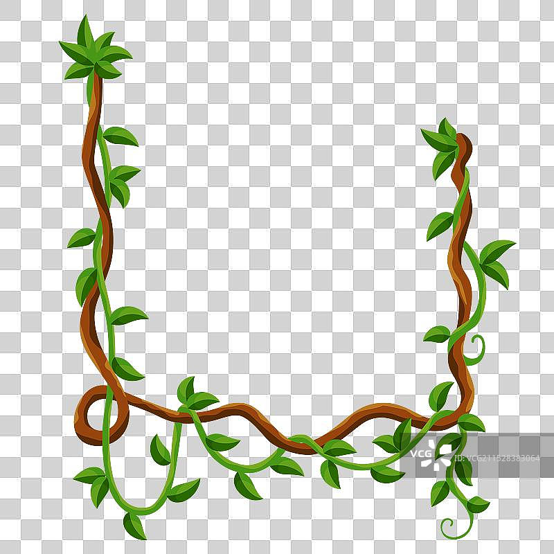 藤本植物丛林框架热带雨林藤本野生绿植图片素材