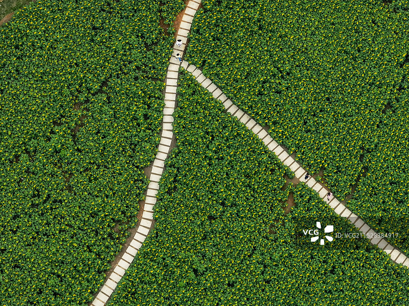 一个大写的人，航空视角下的向日葵花田图片素材