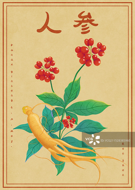 中国文化中草药中药人参与植物浆果插画图片素材