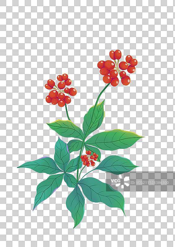 人参植物叶子浆果插画图片素材
