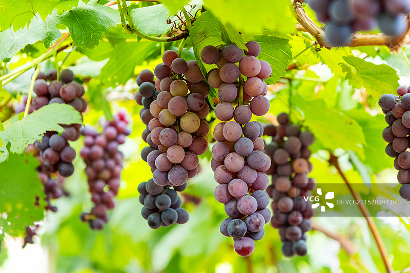 葡萄园里成熟的夏黑葡萄图片素材