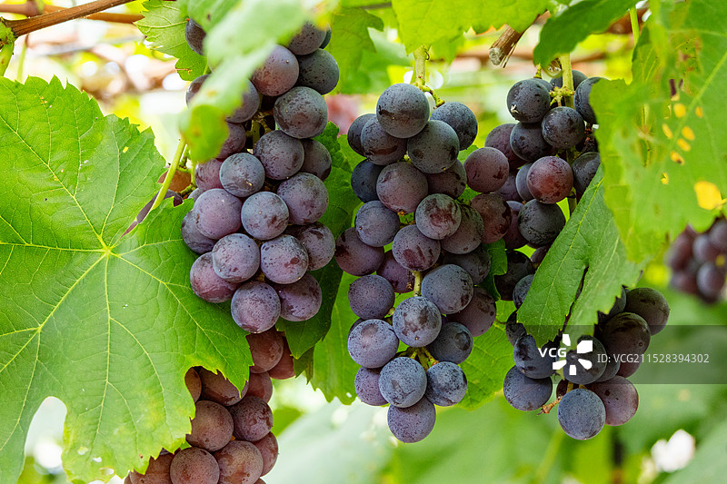 葡萄园里成熟的夏黑葡萄图片素材