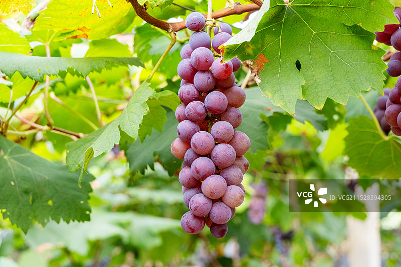葡萄园里成熟的夏黑葡萄图片素材
