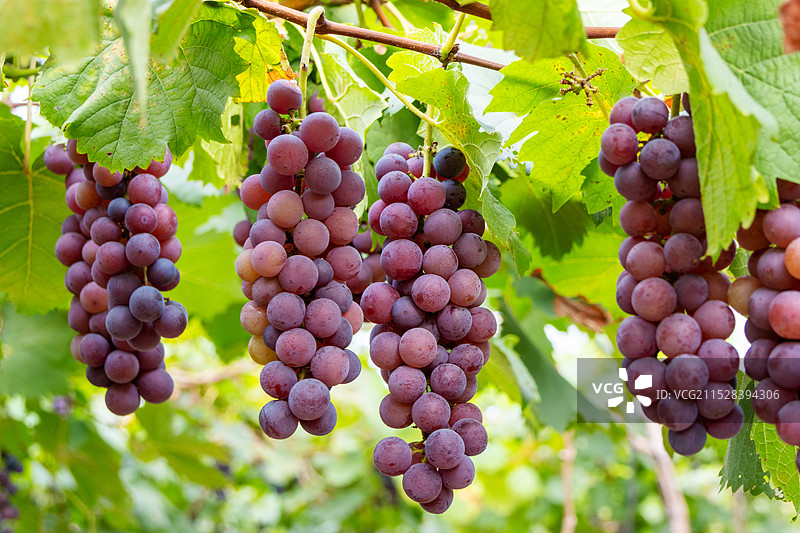 葡萄园里成熟的夏黑葡萄图片素材