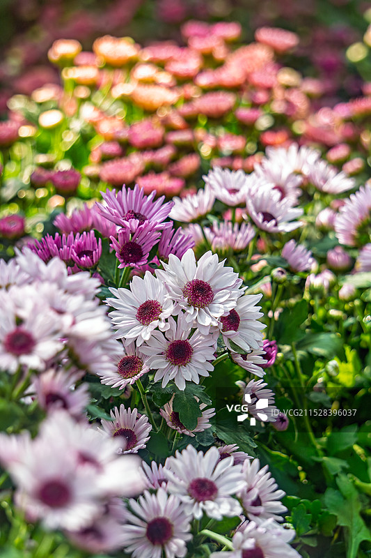 秋季盛开的紫红色菊花图片素材