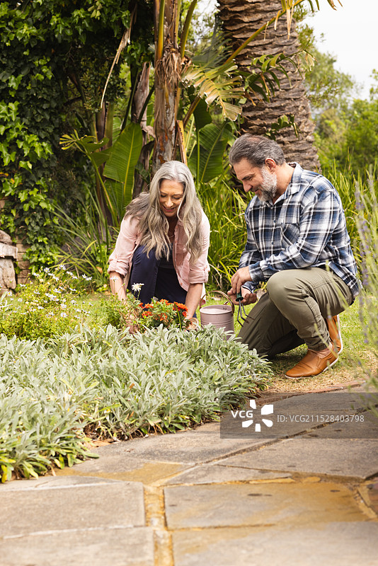 成熟夫妇在户外一起园艺，享受大自然，照料植物图片素材