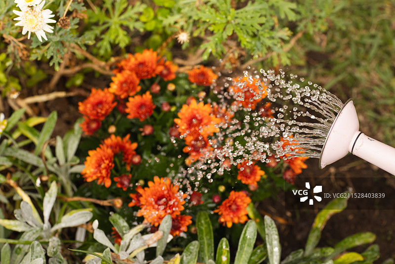 在户外浇灌鲜艳的橙色花朵，水滴在阳光下闪闪发光图片素材