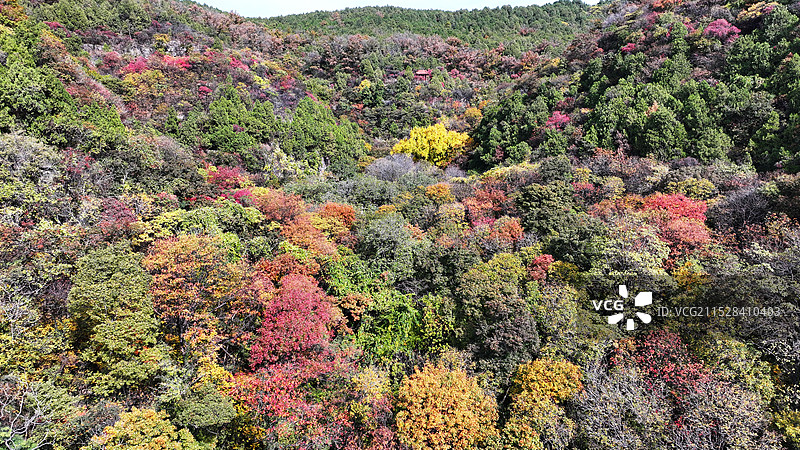 山东枣庄抱犊崮国家森林公园层林尽染秋景美图片素材