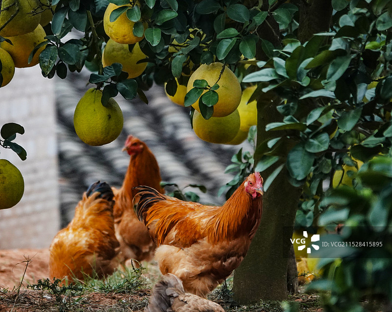 广西容县：沙田柚图片素材
