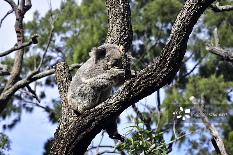 澳大利亚悉尼塔龙加动物园桉树上的树袋熊考拉特写图片素材