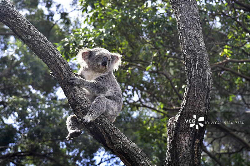澳大利亚悉尼塔龙加动物园坐在桉树上的树袋熊考拉特写图片素材