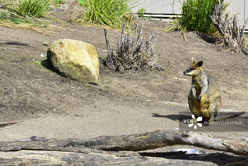 澳大利亚悉尼塔龙加动物园动物袋鼠特写图片素材