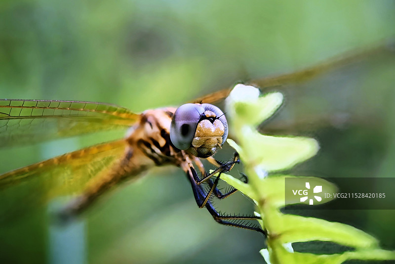 蜻蜓图片素材