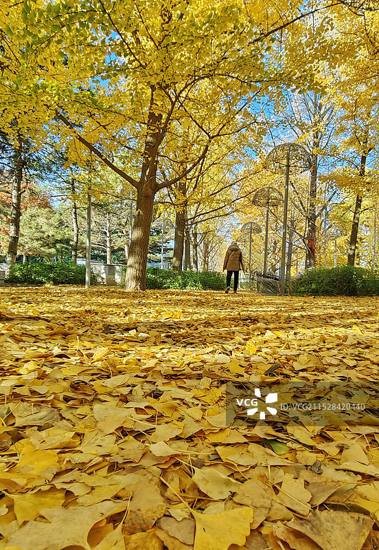 金色秋天图片素材