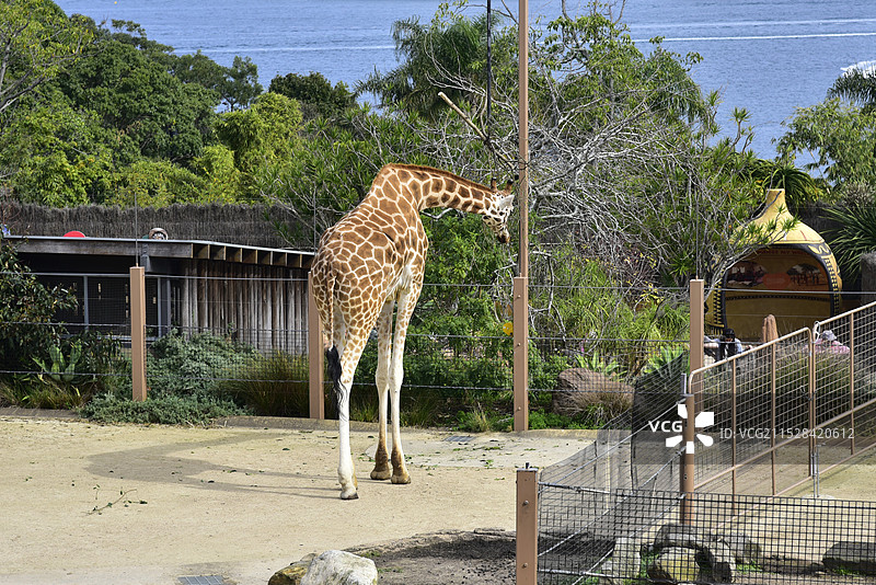 澳大利亚悉尼塔龙加动物园动物长颈鹿特写图片素材