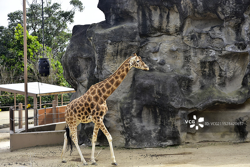 澳大利亚悉尼塔龙加动物园动物长颈鹿特写图片素材