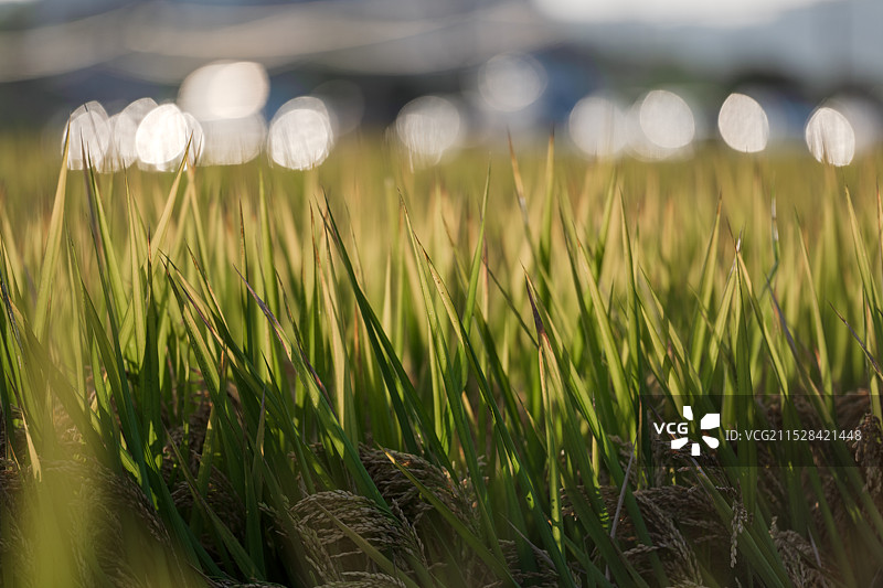 成熟的水稻图片素材