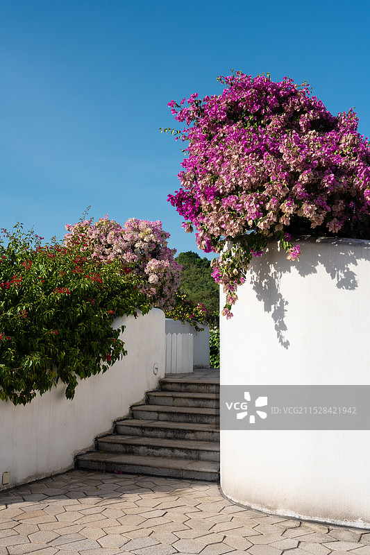 南宁青秀山叶子花园图片素材