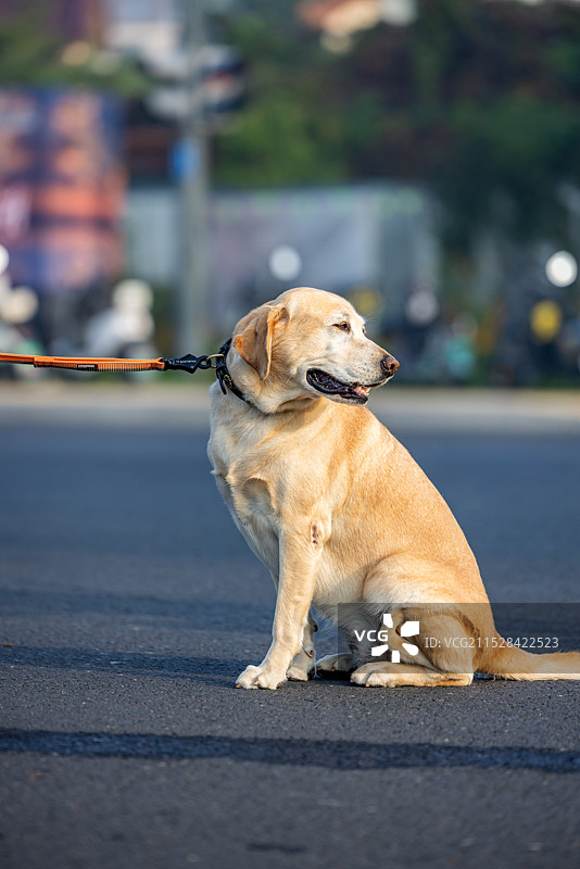 大型犬类宠物狗图片素材