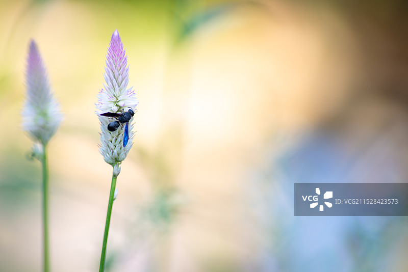 青葙花图片素材