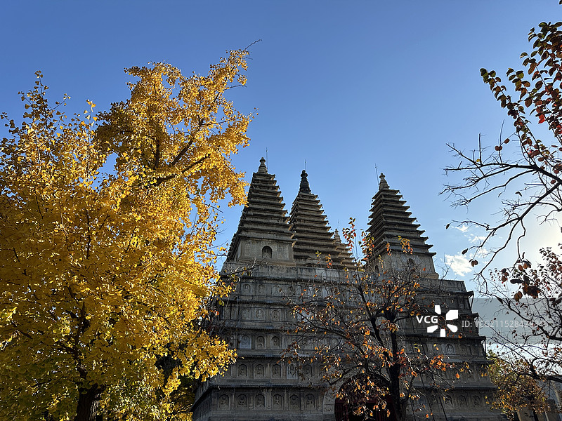 五塔寺银杏图片素材