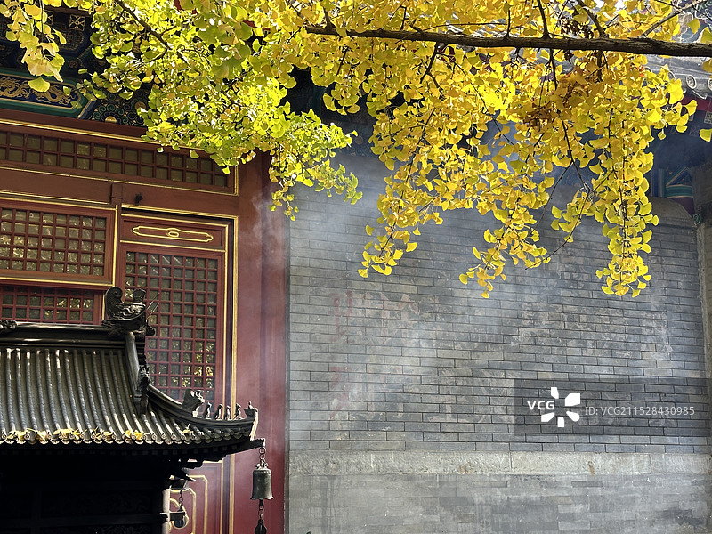 八大处银杏叶与香炉图片素材