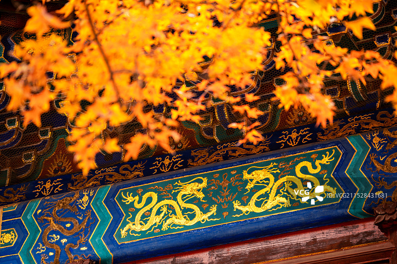 中国传统宫殿建筑彩画：和玺彩画，金龙，皇家，秋天，枫叶图片素材