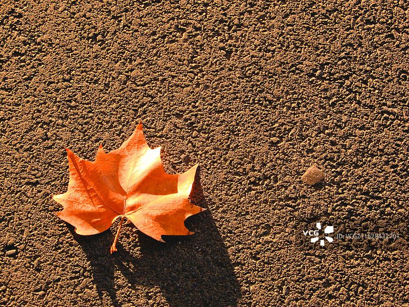 秋日里的梧桐树落叶图片素材