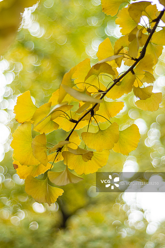 秋天银杏叶图片素材