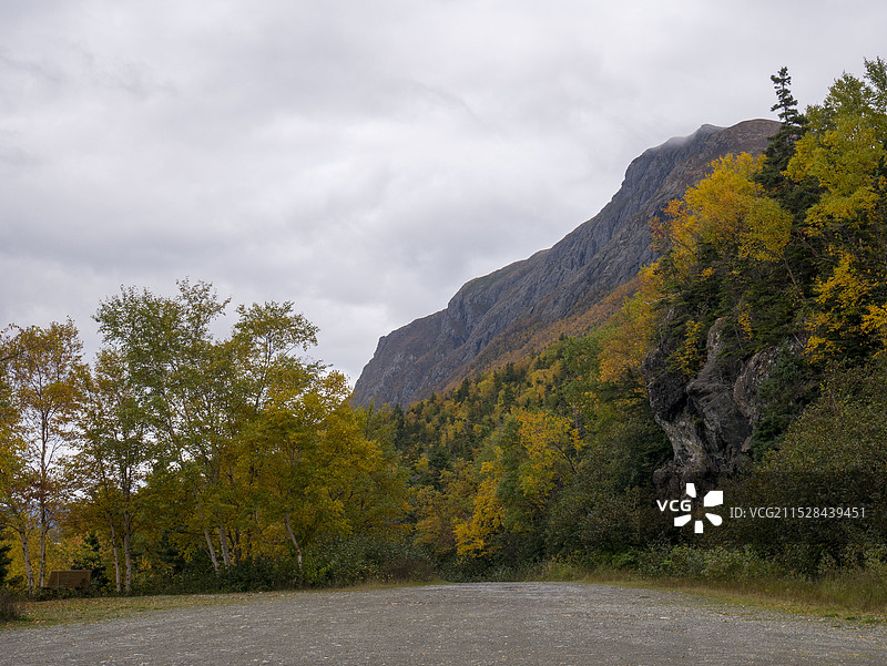 秋天的树林图片素材