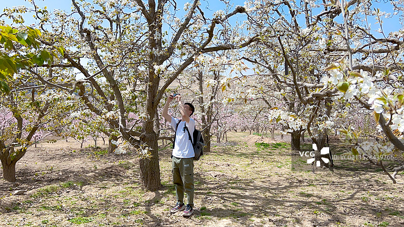 甘肃省皋兰古梨村-梨园里的年轻人图片素材