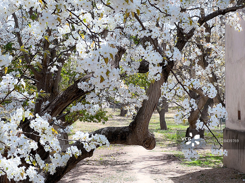甘肃省皋兰古梨村-梨园里的年轻人图片素材