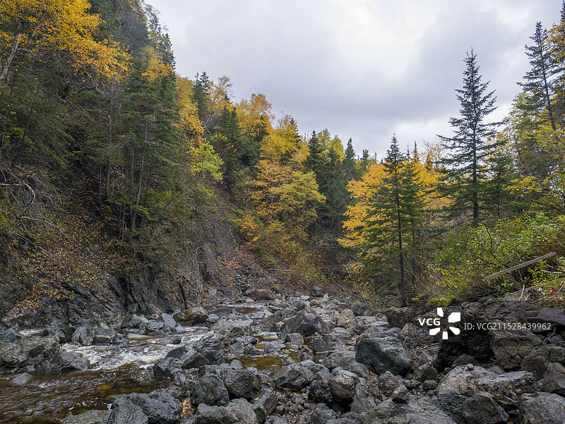 秋天的树林图片素材