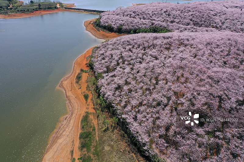 航拍贵州安顺平坝樱花美景图片素材