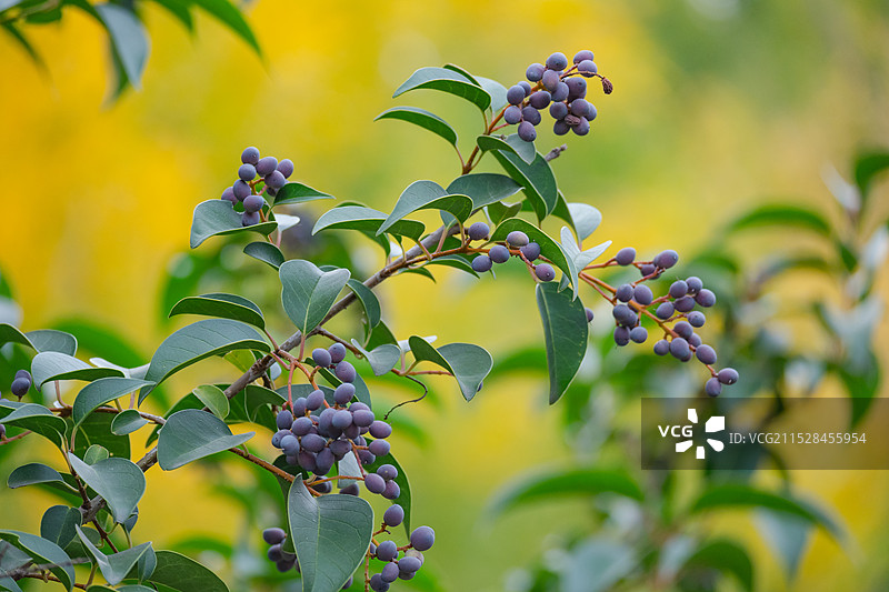 女贞是木犀科女贞属的乔木植物，成熟时呈红黑色。女贞果实可药用，有滋养肝肾、强腰膝、乌须明目的功效。图片素材