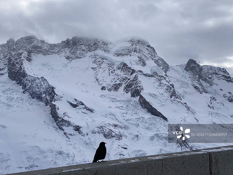雪山上的鸟图片素材