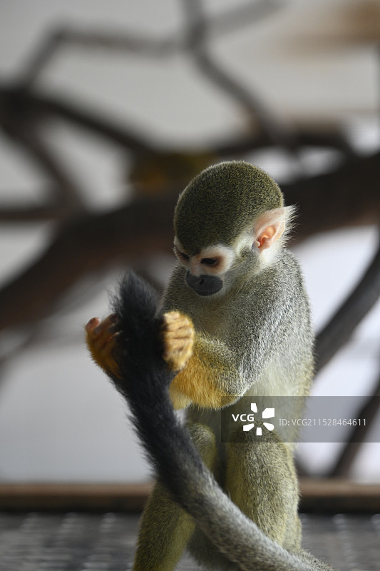 猴子图片素材