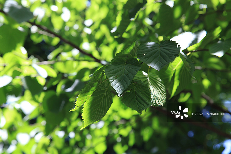 西湖、云栖竹径图片素材