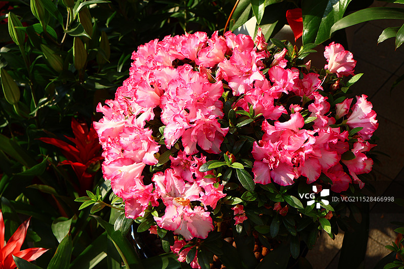 年宵花蝴蝶兰花图片素材