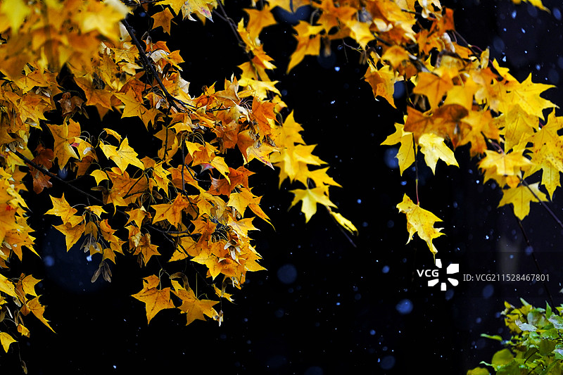 黄叶，枫叶，深秋，雪图片素材