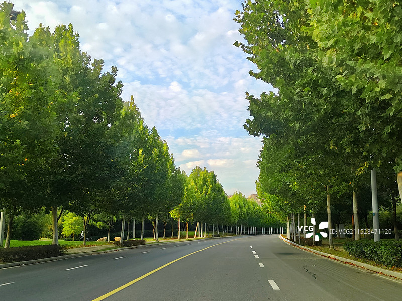 公园里的林荫小道图片素材