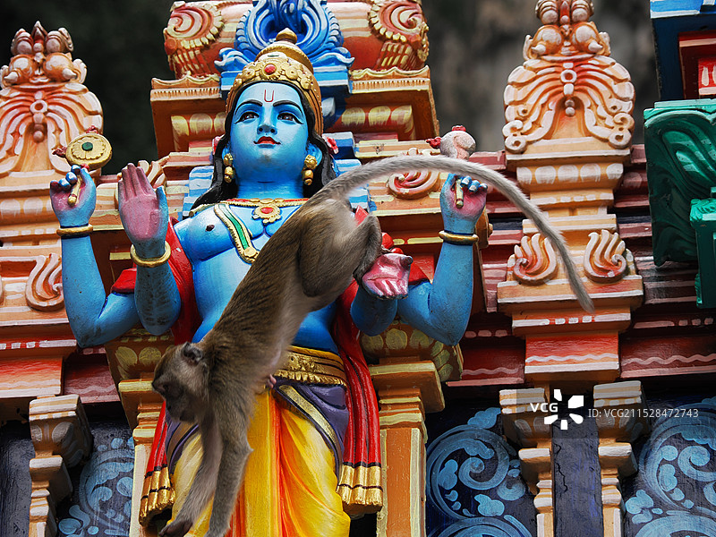 寺庙里的猴子图片素材