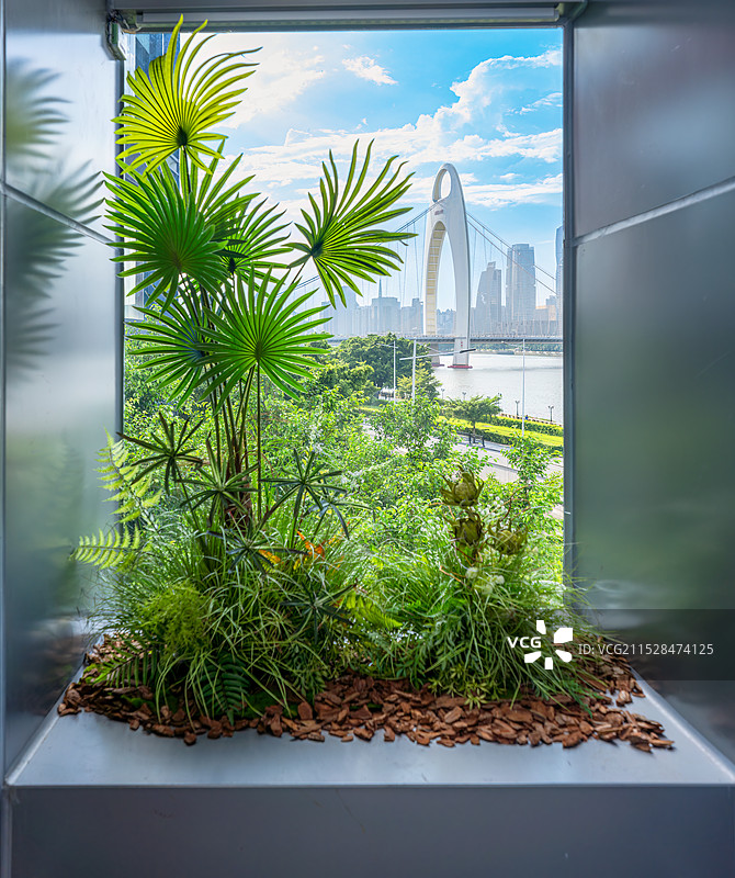 植物，猎德大桥图片素材