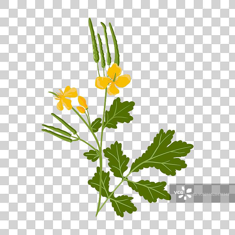 绘制野生花卉大黄花图片素材