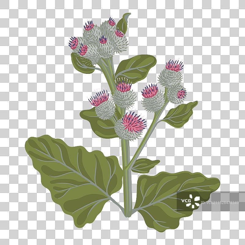 绘制野生花朵的毛蓟图片素材