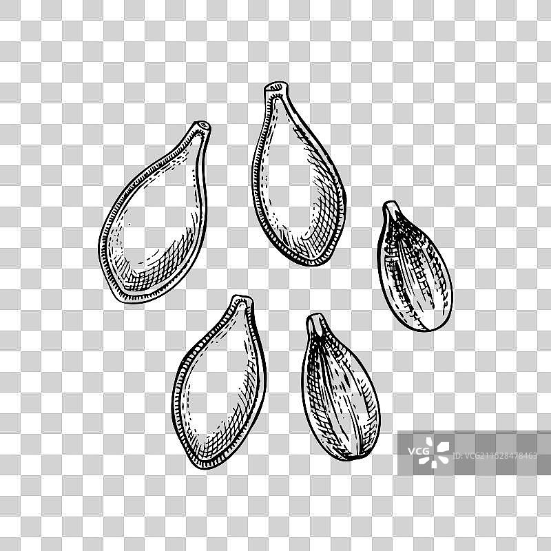手绘复古南瓜素描图片素材