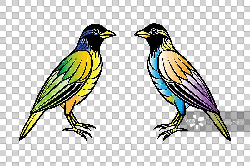 五彩斑斓的鸟图片素材