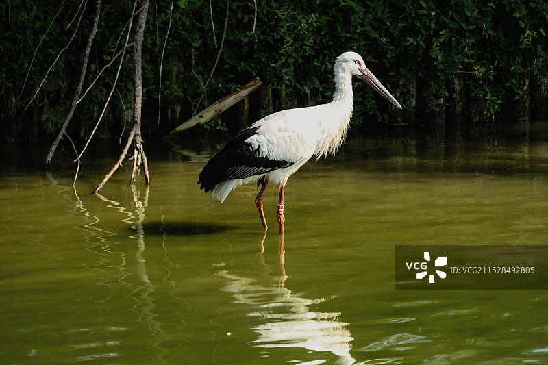 丹顶鹤图片素材