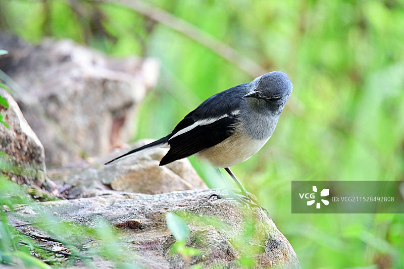 看我的“板寸”图片素材